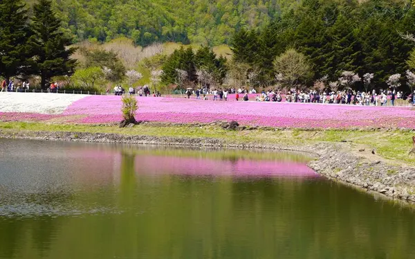 富士芝桜まつり事務局の写真・動画_image_194434