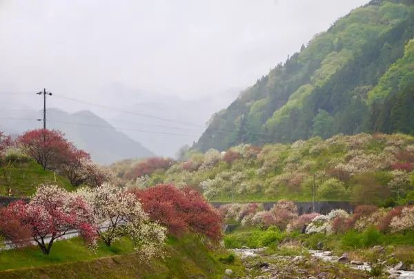 月川の写真・動画_image_194743