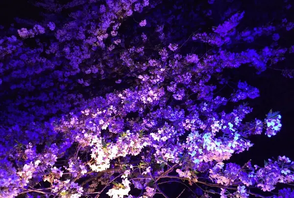 目黒川の桜並木の写真・動画_image_202047
