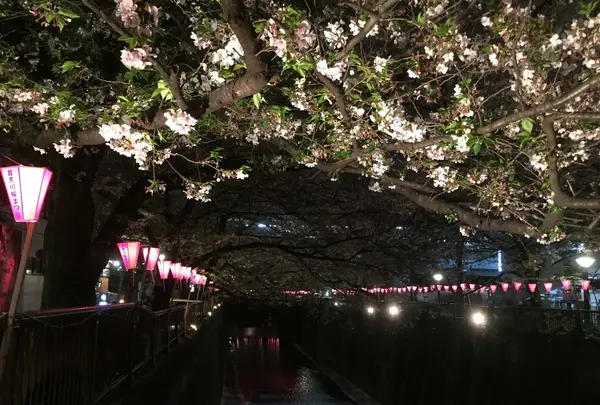 目黒川の桜並木の写真・動画_image_202049