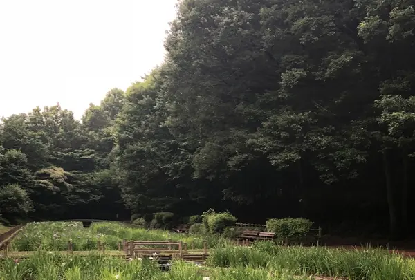智光山公園花菖蒲の写真・動画_image_204393