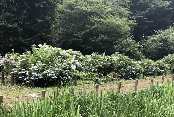 智光山公園花菖蒲の写真・動画_image_204398