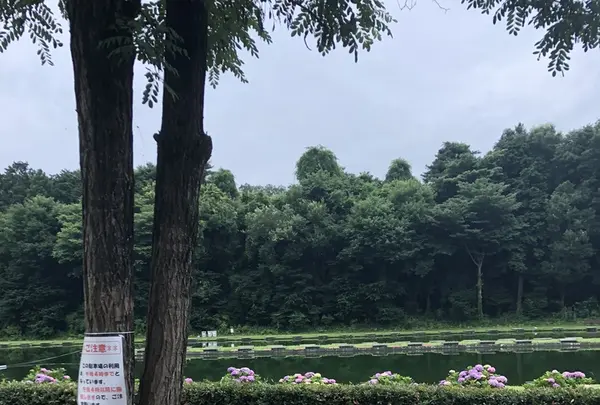 智光山公園前山池の写真・動画_image_204403