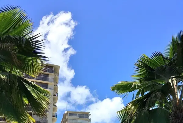 Trump International Hotel Waikikiの写真・動画_image_204841