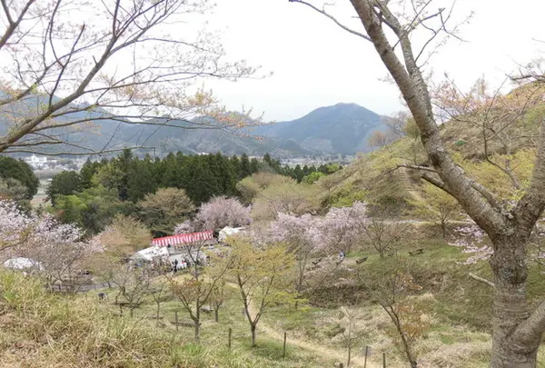 かんざき桜の山桜華園の写真・動画_image_205145