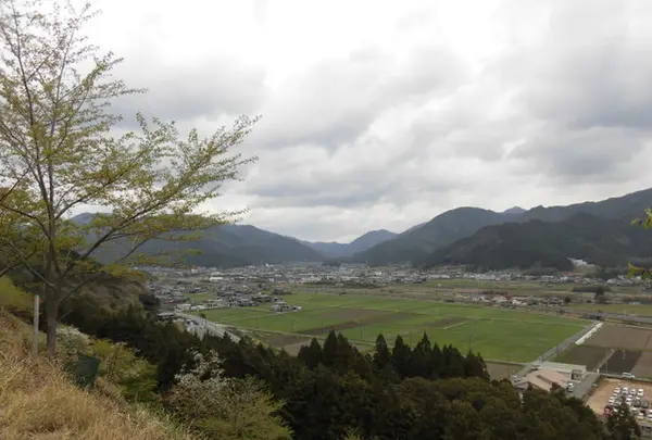 かんざき桜の山桜華園の写真・動画_image_205146