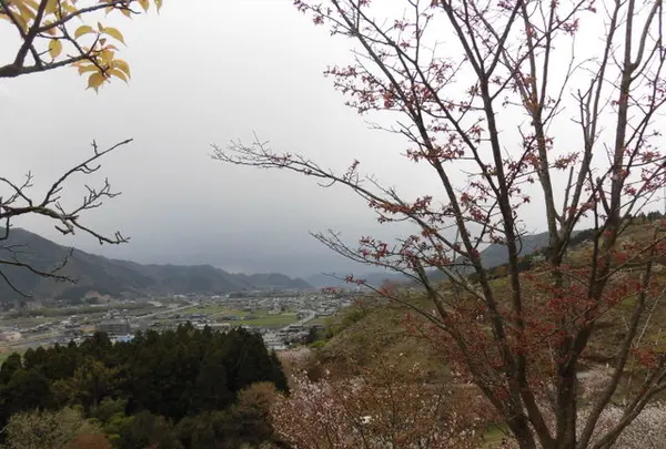 かんざき桜の山桜華園の写真・動画_image_205147