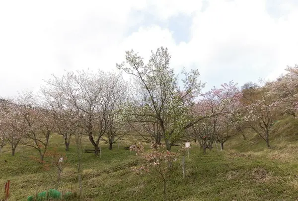 かんざき桜の山桜華園の写真・動画_image_205148