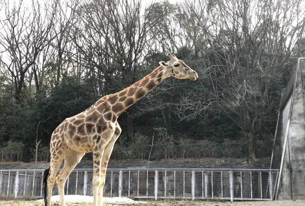 東山動物園の写真・動画_image_207006