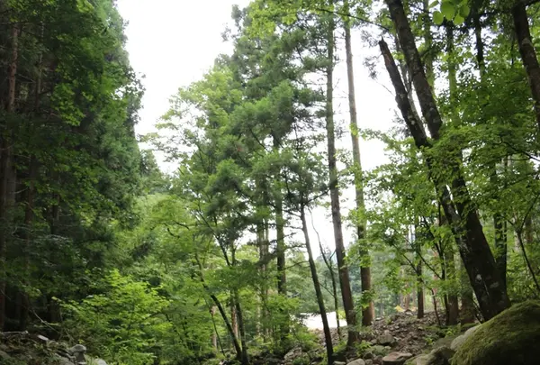 道志の森キャンプ場の写真・動画_image_209090