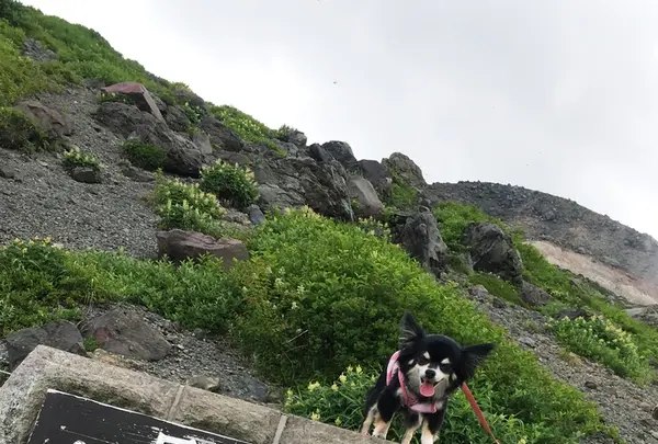 那須ロープウェイの写真・動画_image_209296