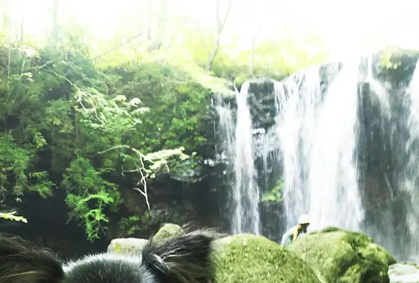 乙女の滝の写真・動画_image_209306