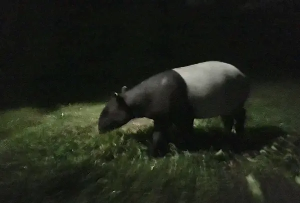シンガポール動物園の写真・動画_image_212526