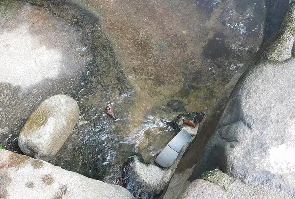タヌキの湯の写真・動画_image_218849