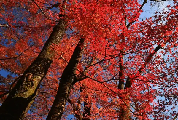 西教寺の写真・動画_image_228848