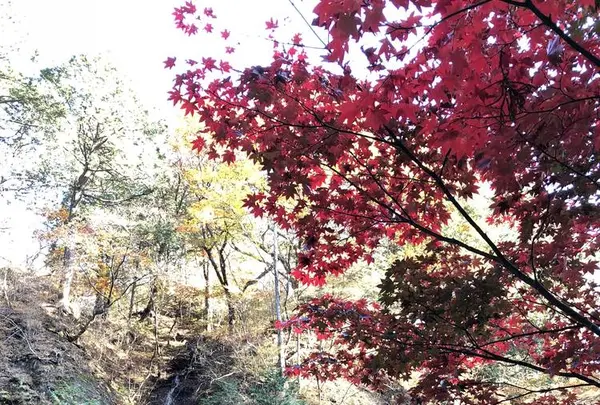 榛名神社の写真・動画_image_237170
