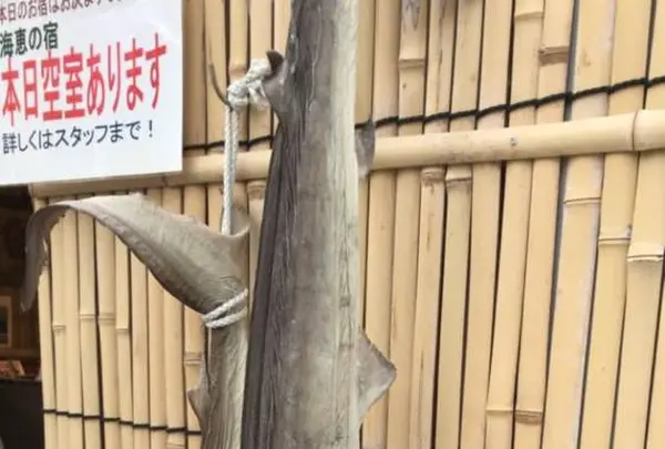 伊勢ひもの塾の写真・動画_image_238963