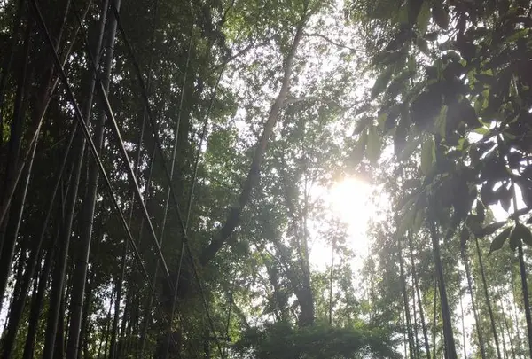 嵐山 竹林の小径の写真・動画_image_239326