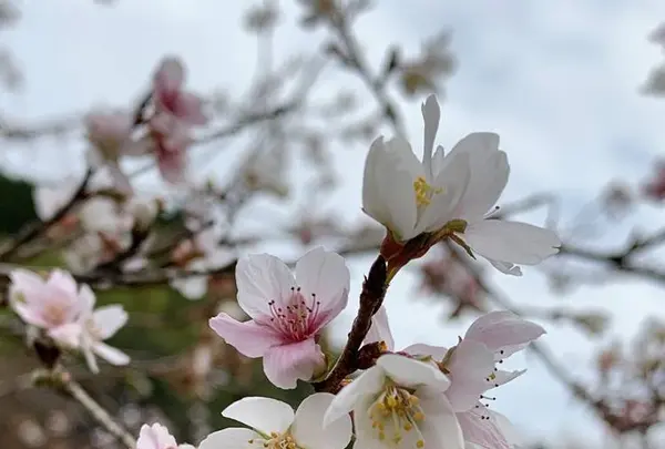 川見四季桜の里の写真・動画_image_240141