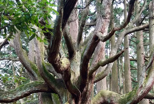高森殿の杉の写真・動画_image_248138