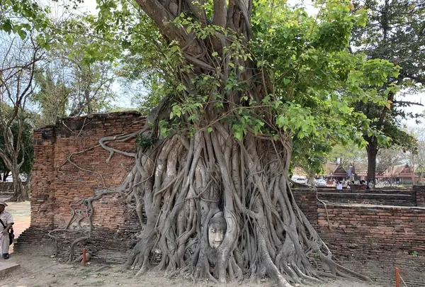 Wat Mahathat（ワット・マハタート）の写真・動画_image_253437