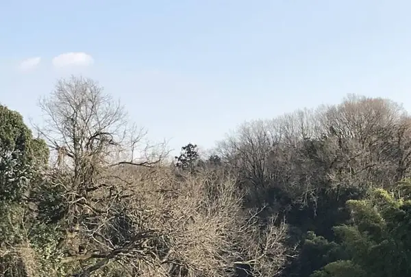 黒滝の写真・動画_image_253765
