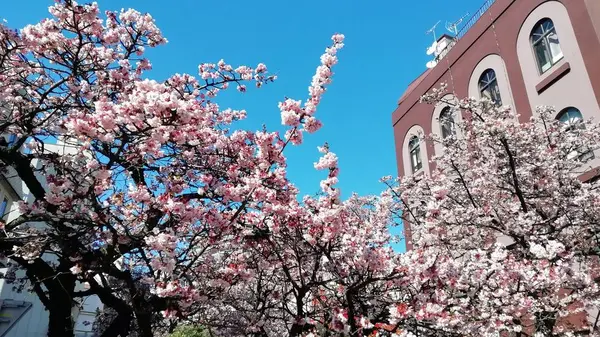 熱海桜の写真・動画_image_259364