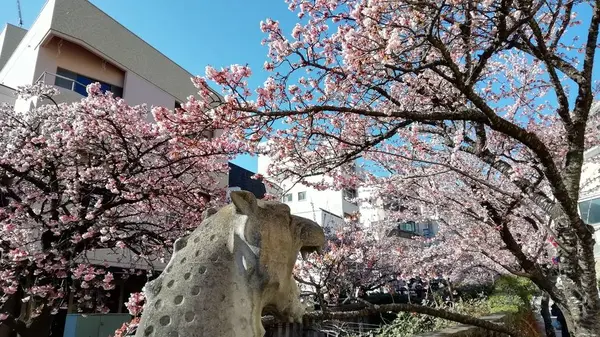 熱海桜の写真・動画_image_259365