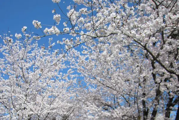 菊池神社参道の写真・動画_image_262206