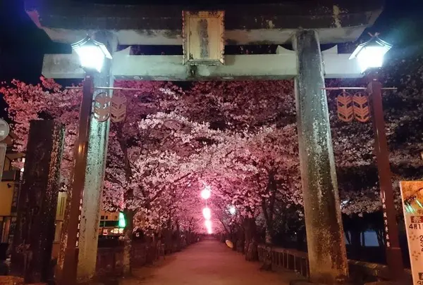 夜桜にうっとり♪の写真・動画_image_262257