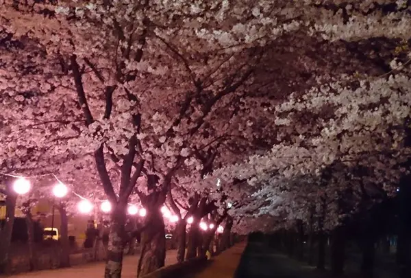 夜桜にうっとり♪の写真・動画_image_262261