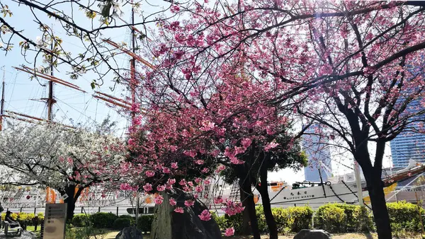日本丸前の桜の写真・動画_image_267017