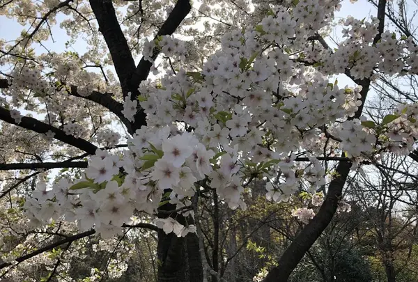 京都府立植物園の写真・動画_image_267743