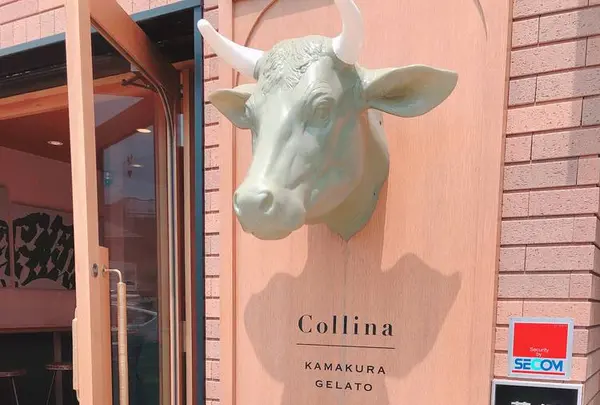 Collina kamakura gelatoの写真・動画_image_278601