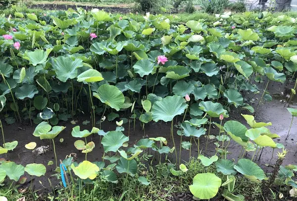 みずほの村市場 蕎舎の写真・動画_image_290028
