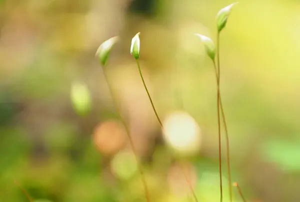 白駒池の写真・動画_image_296730