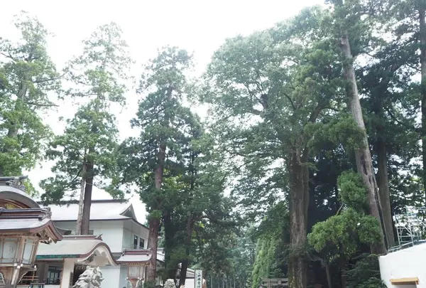 白山比咩神社の写真・動画_image_304009