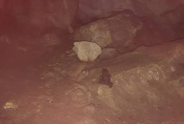 宇津野洞窟の写真・動画_image_319560
