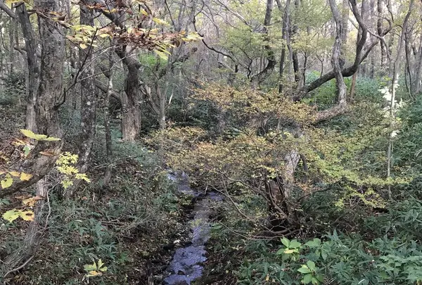 那須平成の森の写真・動画_image_320385