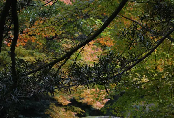 尾山神社の写真・動画_image_327647
