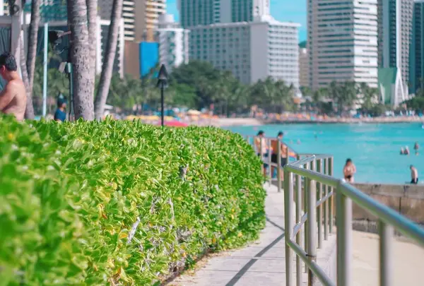 Waikiki Beach（ワイキキ・ビーチ）の写真・動画_image_330466