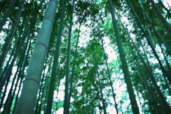 嵐山 竹林の小径の写真・動画_image_334140