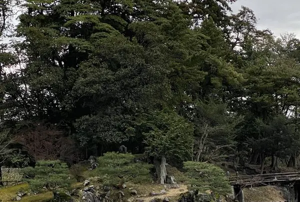 彦根城の写真・動画_image_341829