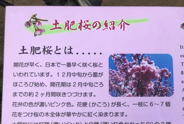 土肥桜の写真・動画_image_341998