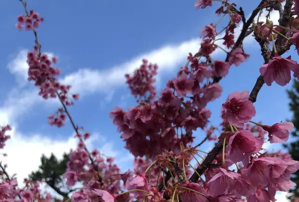 土肥桜の写真・動画_image_341999