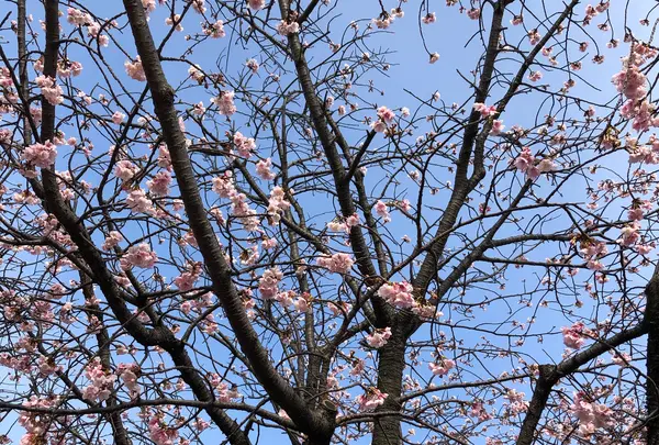 駐車場の寒桜