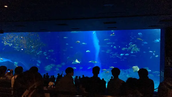 沖縄美ら海水族館の写真・動画_image_348982