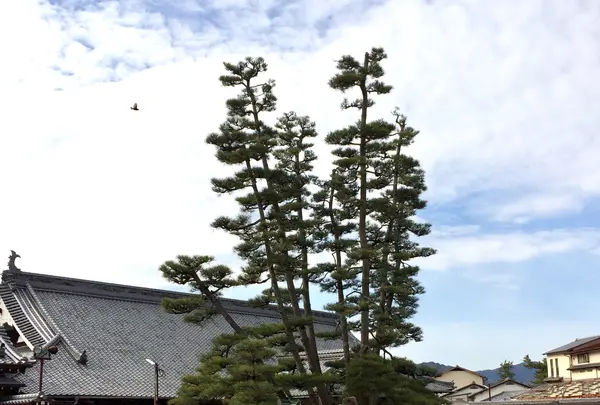 大願寺の九本松の写真・動画_image_350299