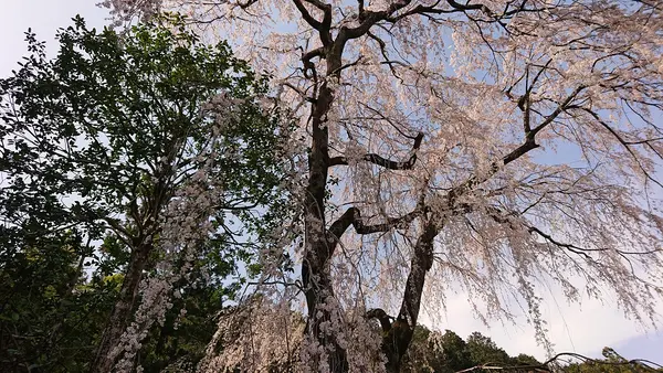 高麗神社の写真・動画_image_352912