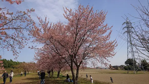 北浅羽桜堤公園の写真・動画_image_352922